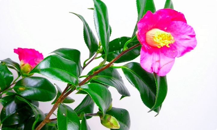 伊豆 利島産 椿油